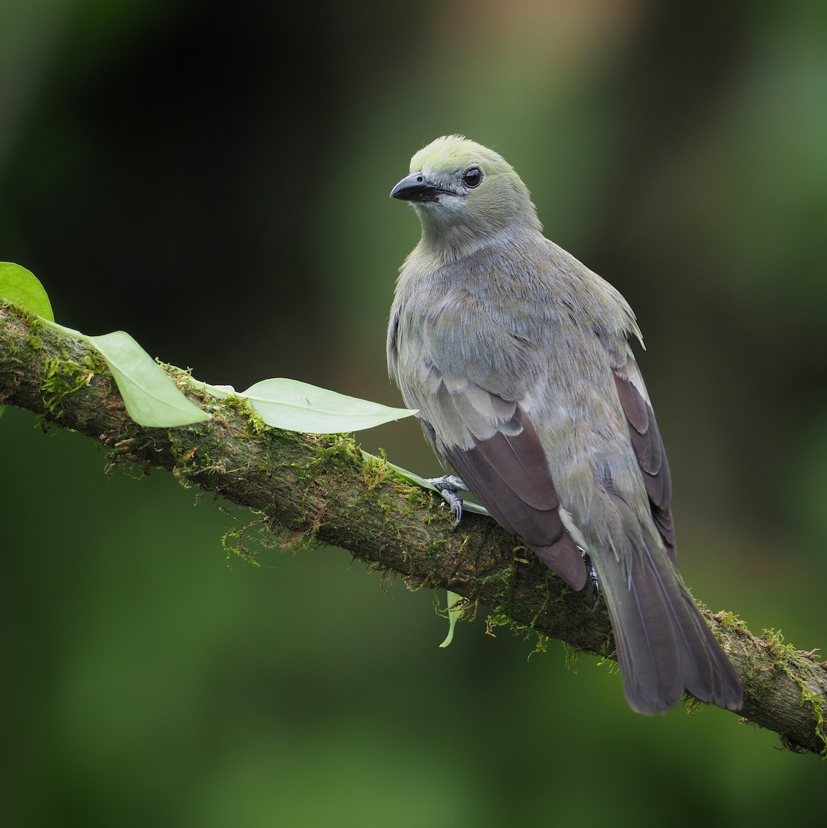 Palm Tanager - ML189387121