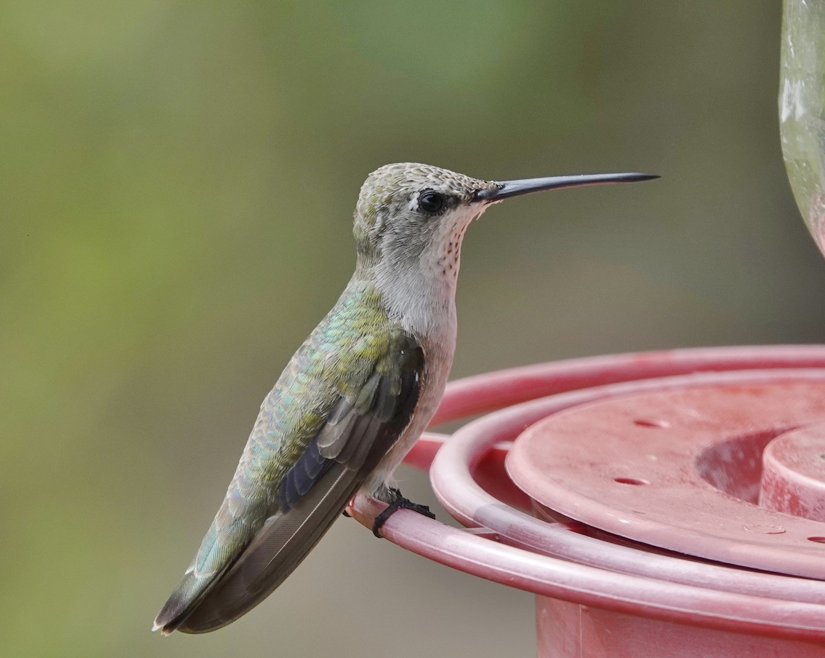 Black-chinned Hummingbird - ML189388951