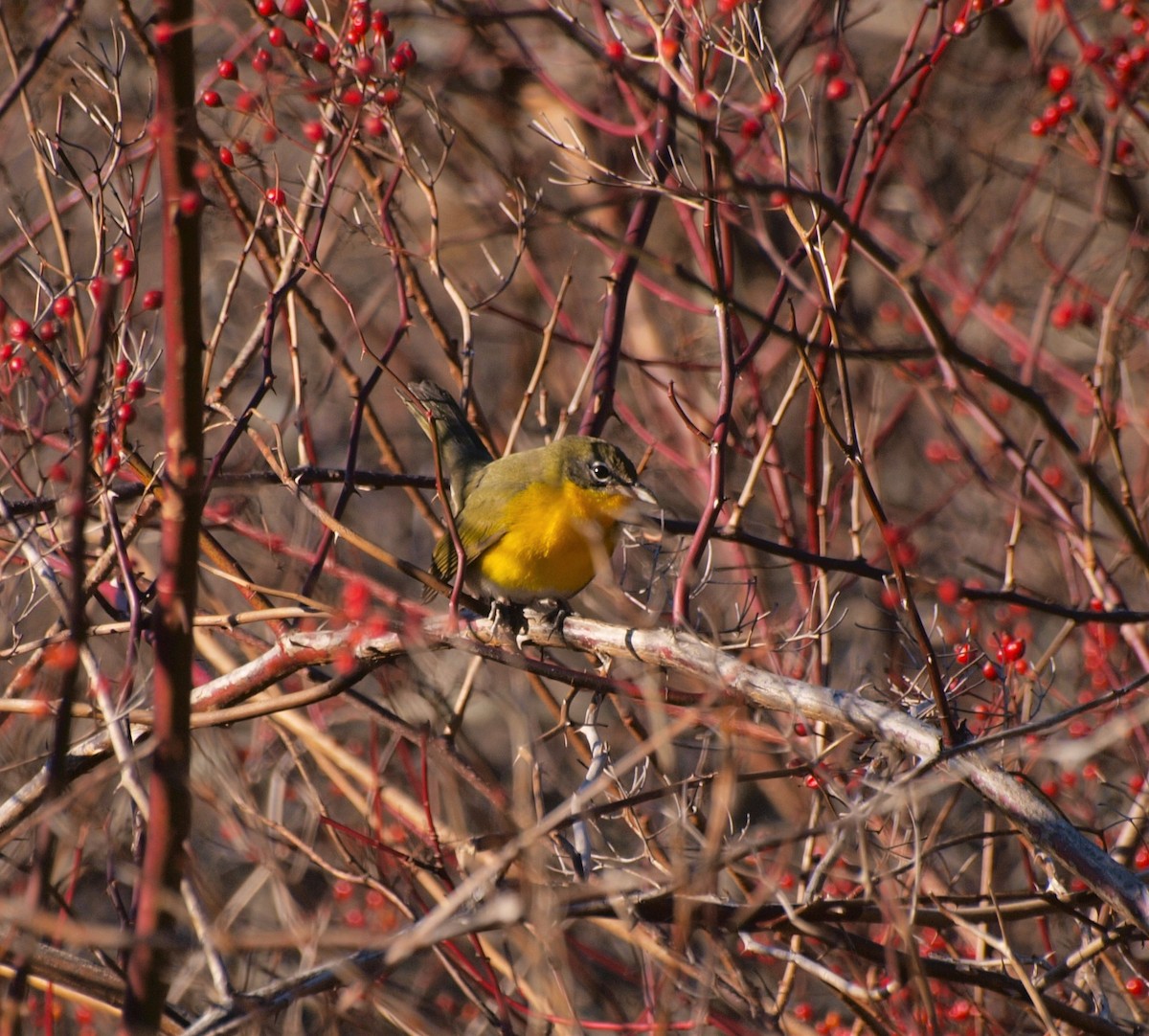 Yellow-breasted Chat - Bill Bunn