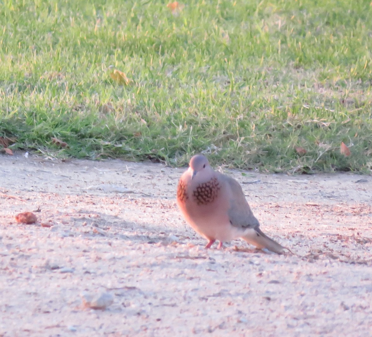 Laughing Dove - ML189392691