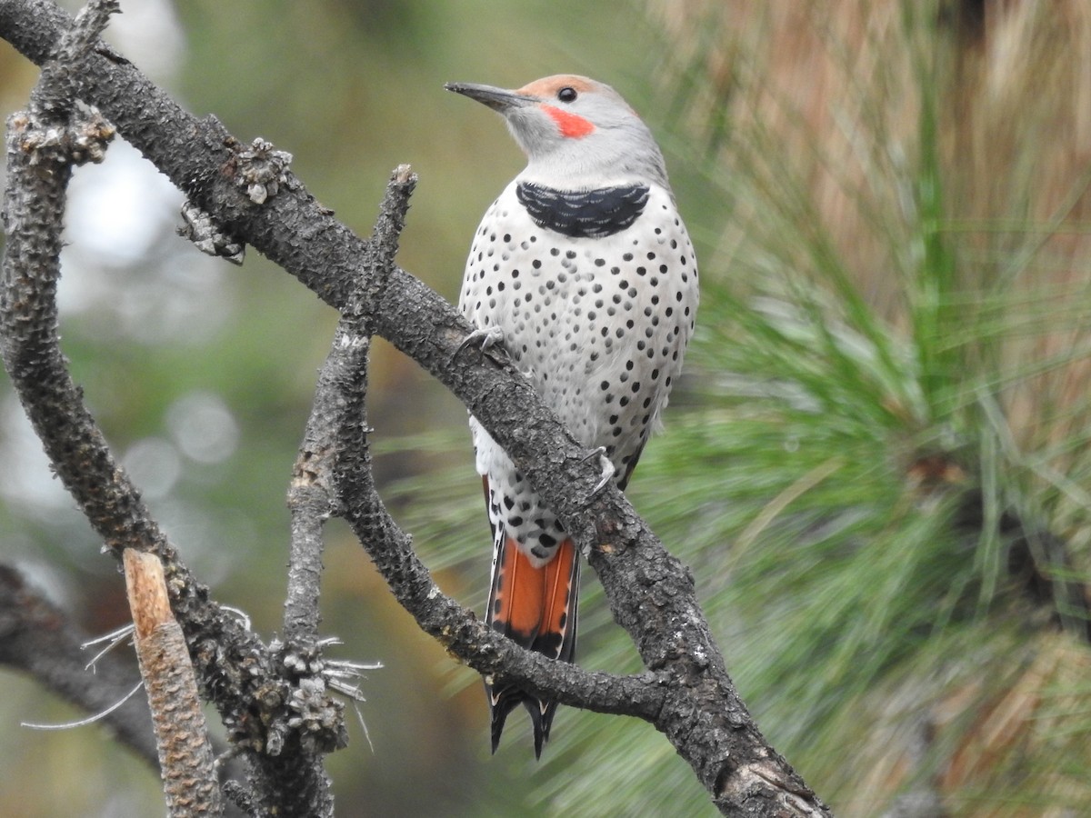 Northern Flicker (Red-shafted) - ML189395271