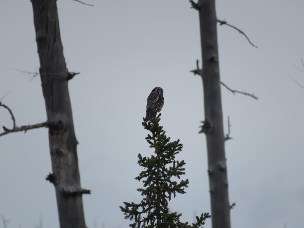 Northern Hawk Owl - ML189397671