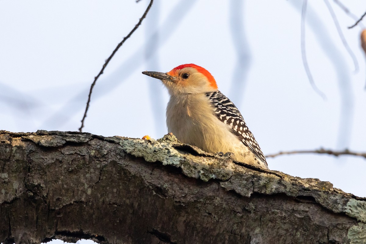 Red-bellied Woodpecker - ML189399261