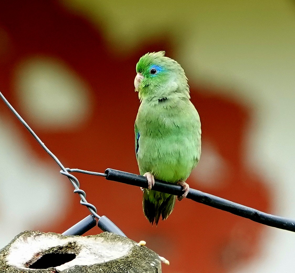 Spectacled Parrotlet - ML189402301