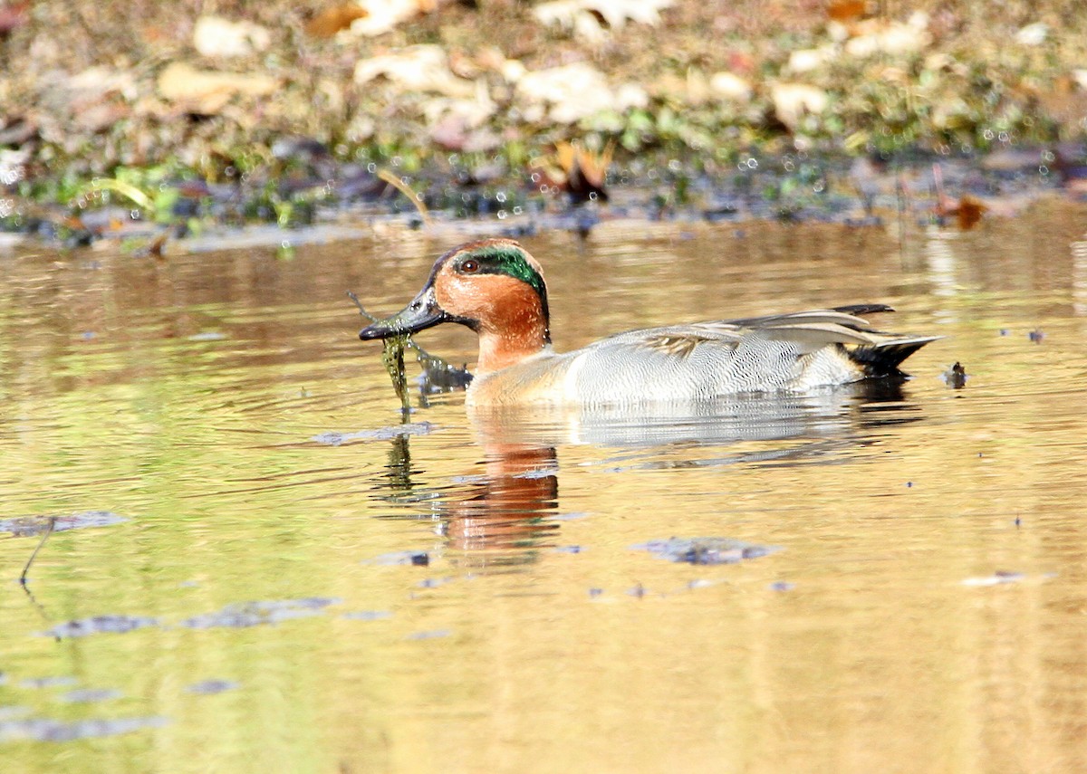 Green-winged Teal - ML189402651