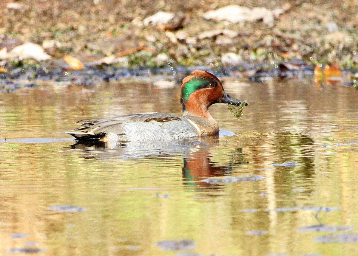Green-winged Teal - Kevin Cornell
