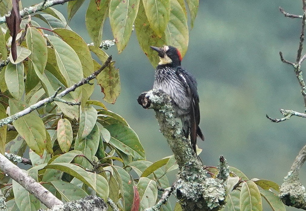 Acorn Woodpecker - ML189405401