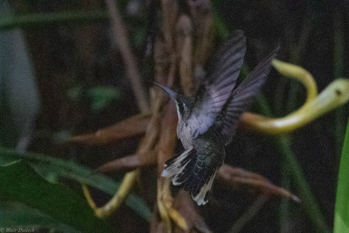 Pale-tailed Barbthroat - ML189406061
