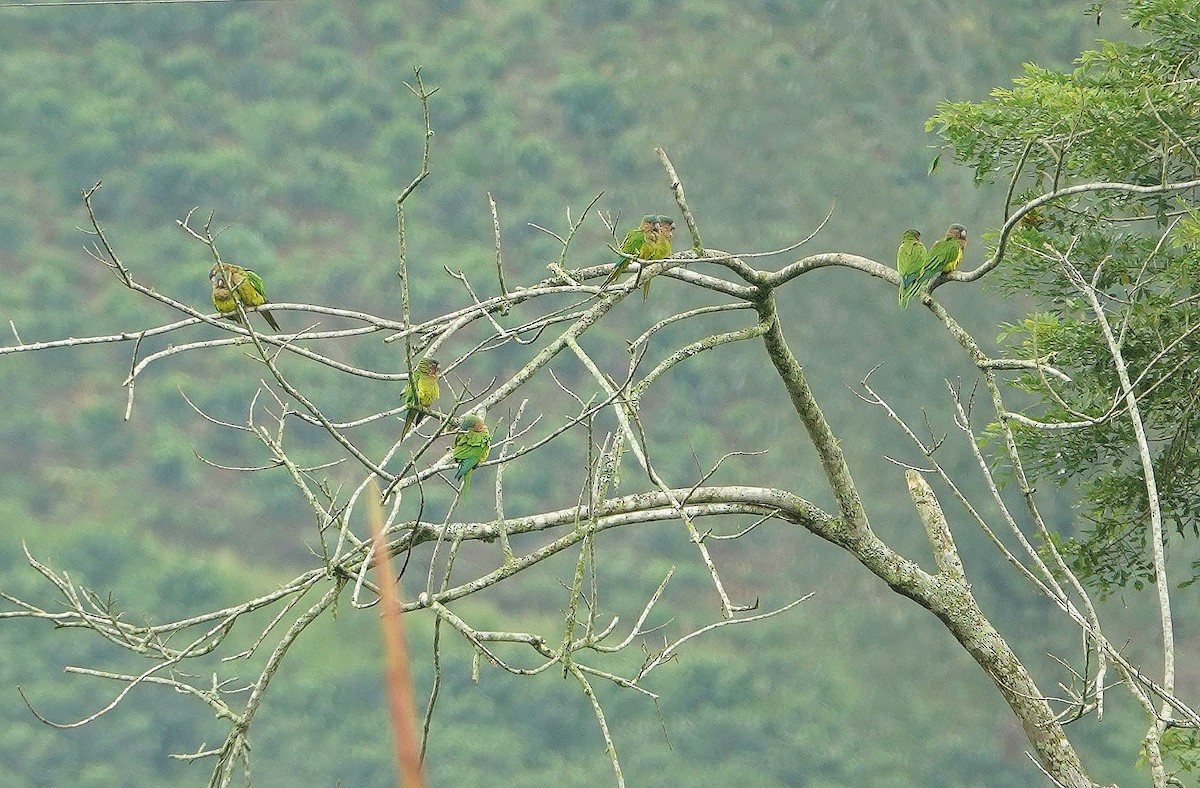 Brown-throated Parakeet - Claire Herzog