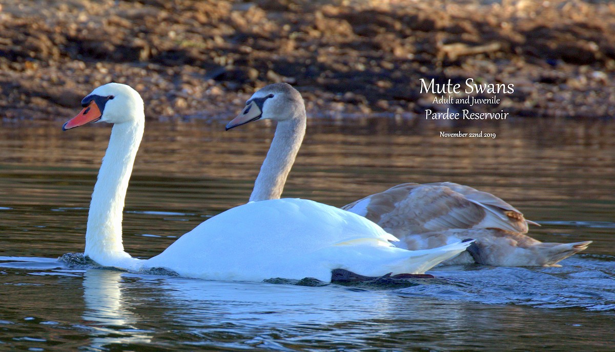 Mute Swan - Richard Brown