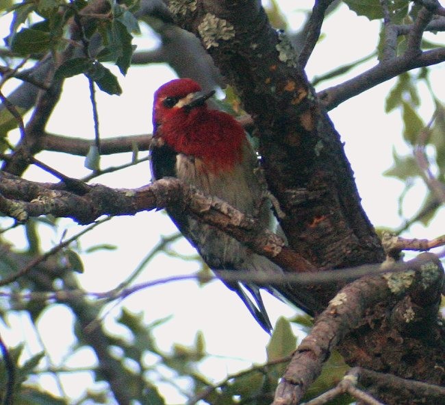 Red-breasted Sapsucker - ML189408411