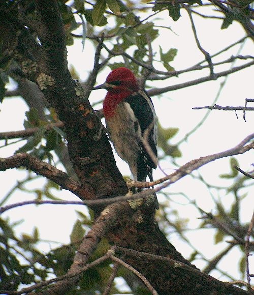 Red-breasted Sapsucker - ML189408431