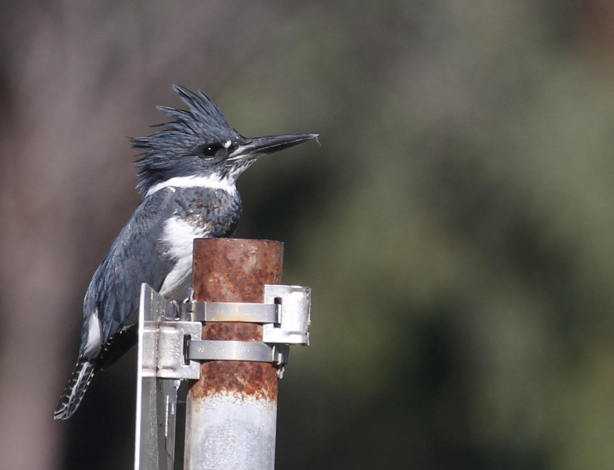 Belted Kingfisher - Tracy Drake