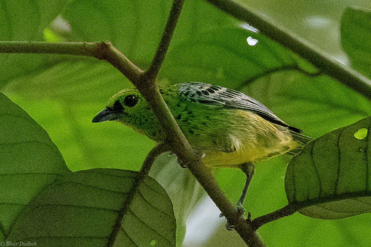 Yellow-bellied Tanager - ML189412931