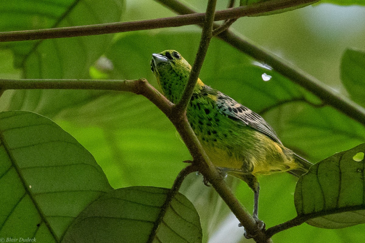 Yellow-bellied Tanager - Blair Dudeck