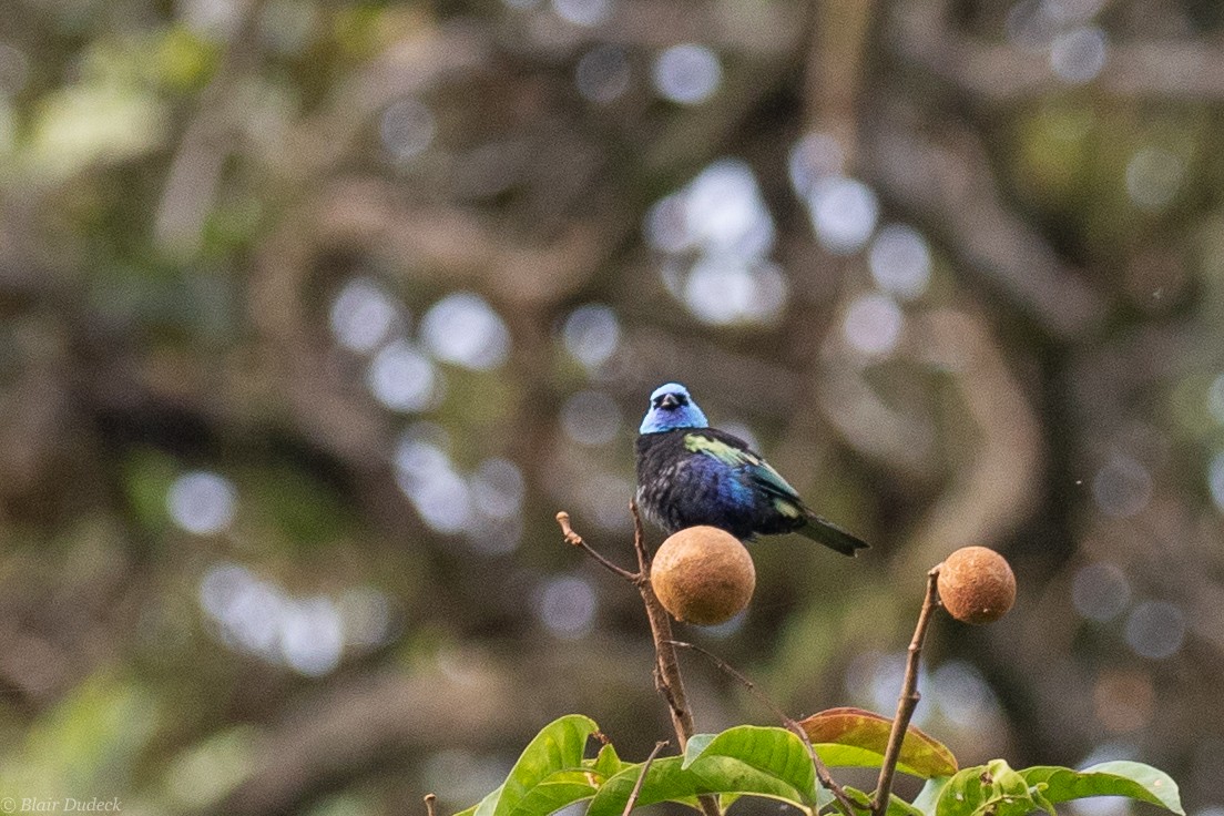 Blue-necked Tanager - ML189413761