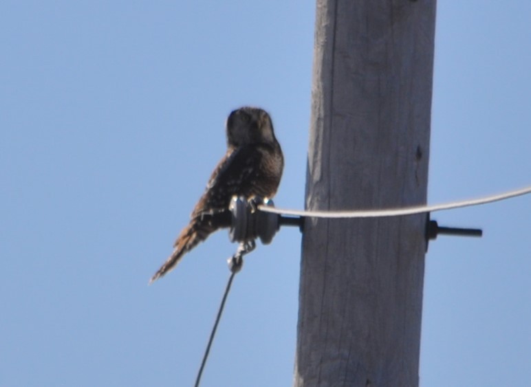 Northern Hawk Owl - ML189414271
