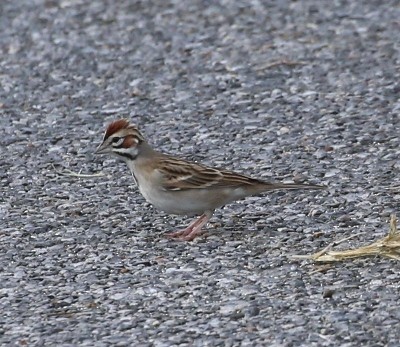 Lark Sparrow - Dennis Cooke