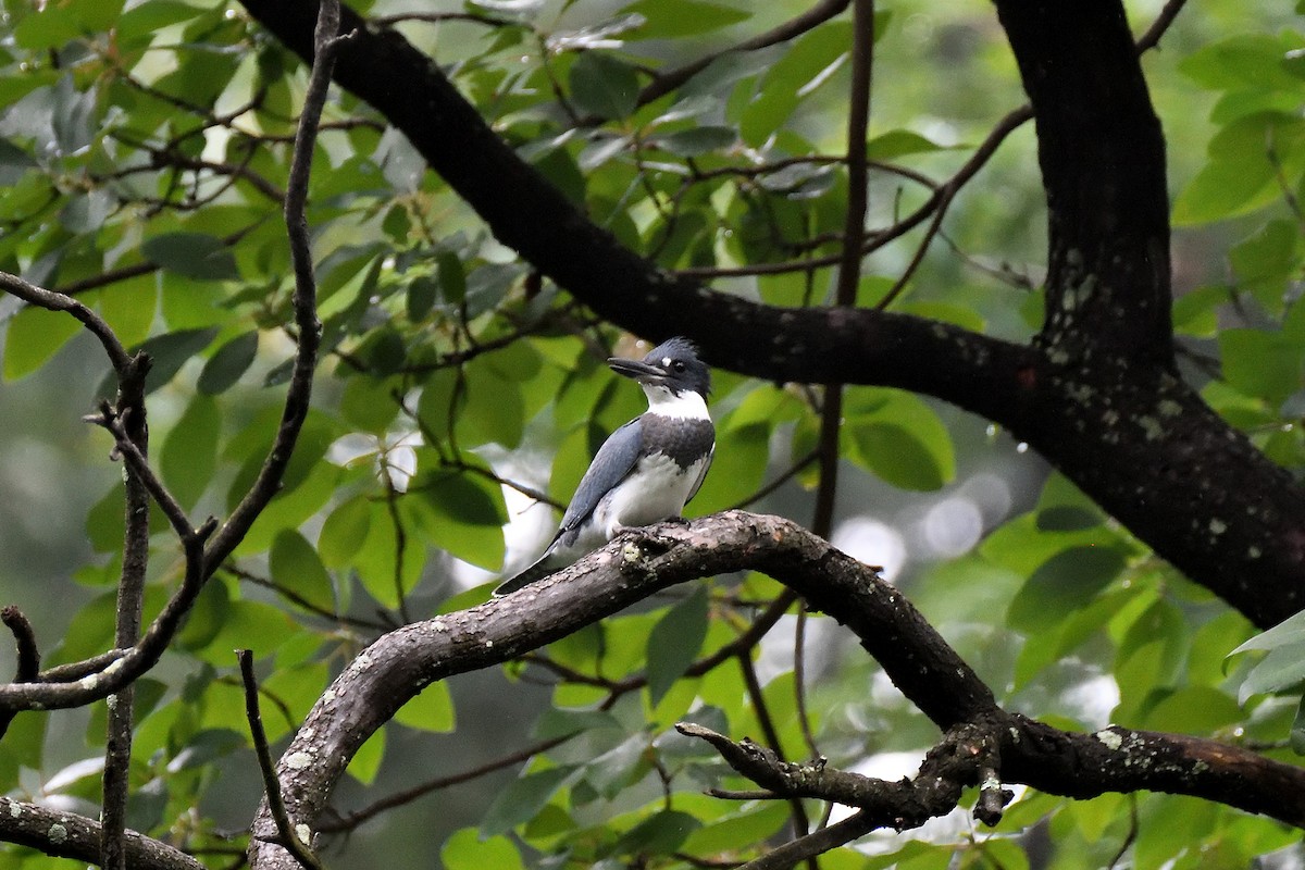Belted Kingfisher - ML189429901