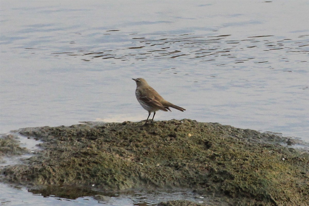 Water Pipit - ML189430961