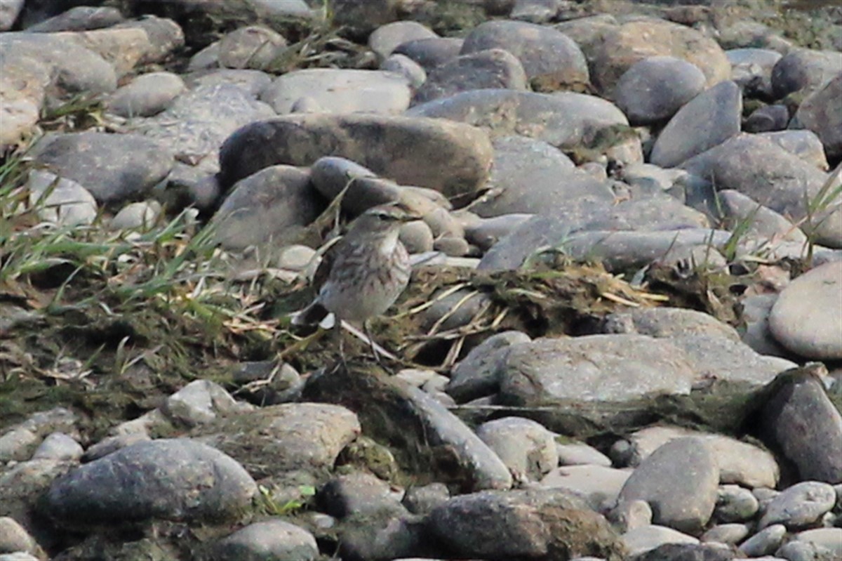 Water Pipit - ML189430981