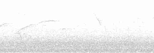 čejka jihoamerická (ssp. lampronotus) - ML189431