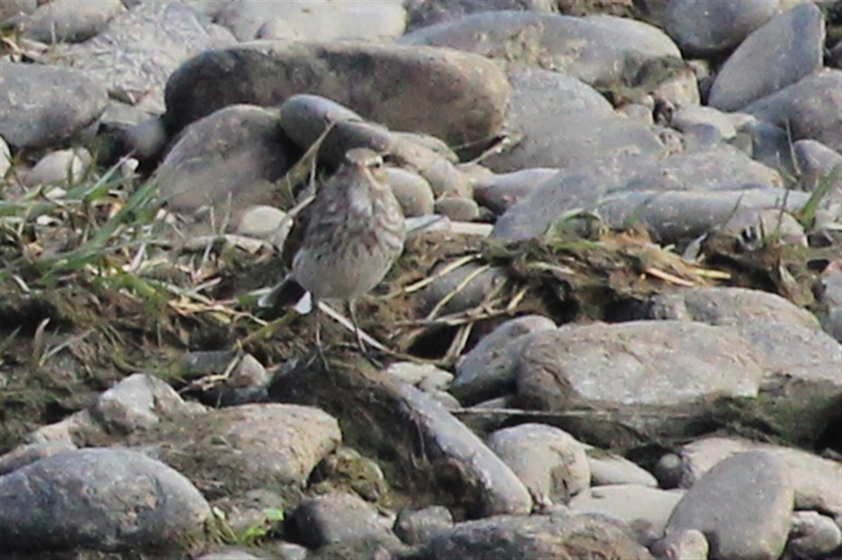 Water Pipit - ML189431001