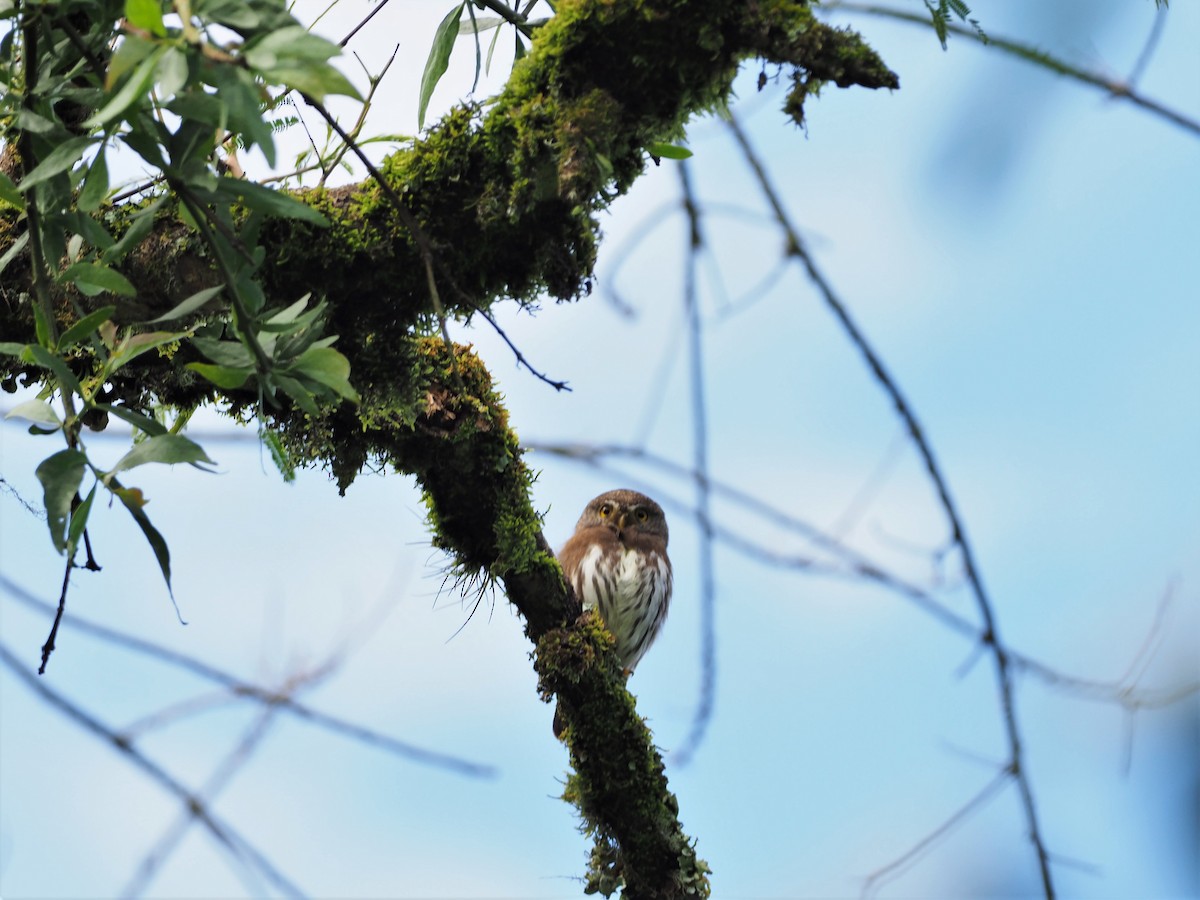 Tamaulipas Pygmy-Owl - ML189431801