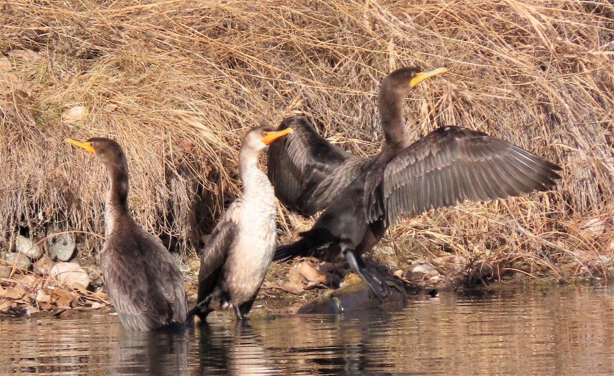 Double-crested Cormorant - Jan Thom