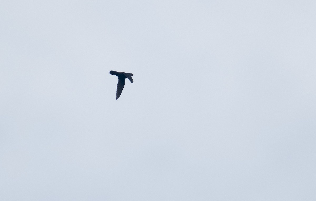 Pale-rumped Swift - Marky Mutchler