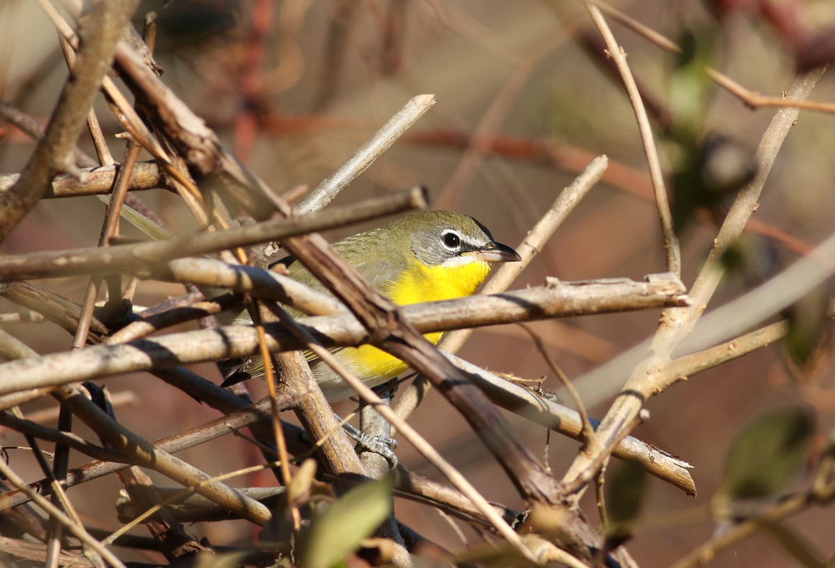 Yellow-breasted Chat - ML189443451
