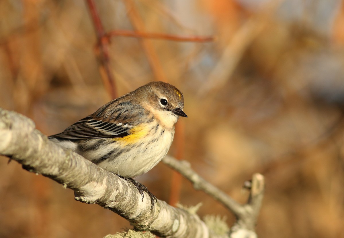 Yellow-rumped Warbler (Myrtle) - Matthew Eckerson