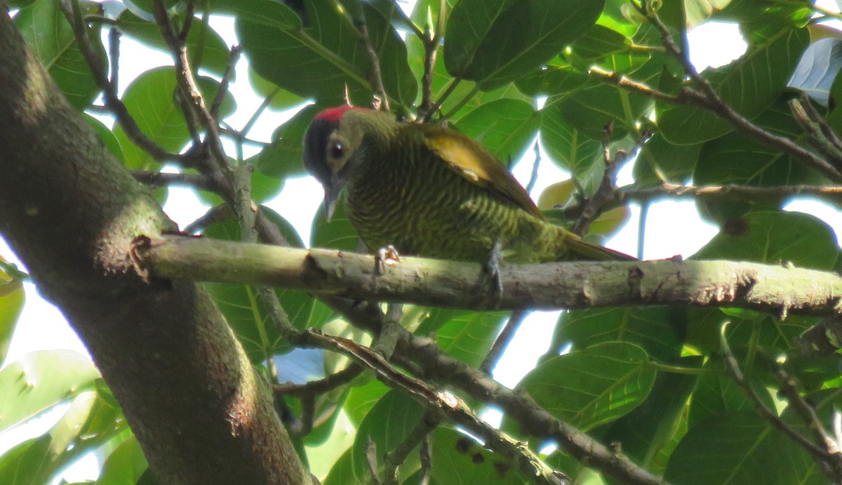 Golden-olive Woodpecker - ML189445021