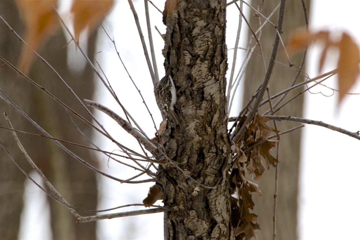 Brown Creeper - Vickie Baily