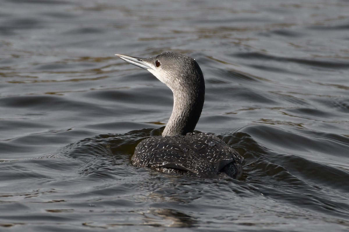 Red-throated Loon - Max Leibowitz