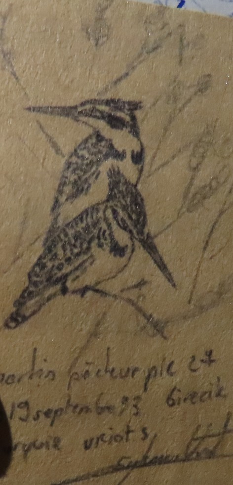Pied Kingfisher - ML189450681
