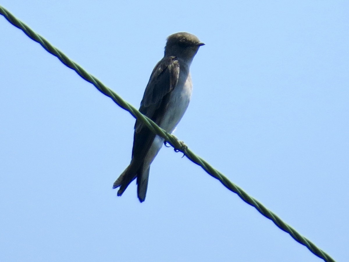 Northern Rough-winged Swallow - Concetta Goodrich
