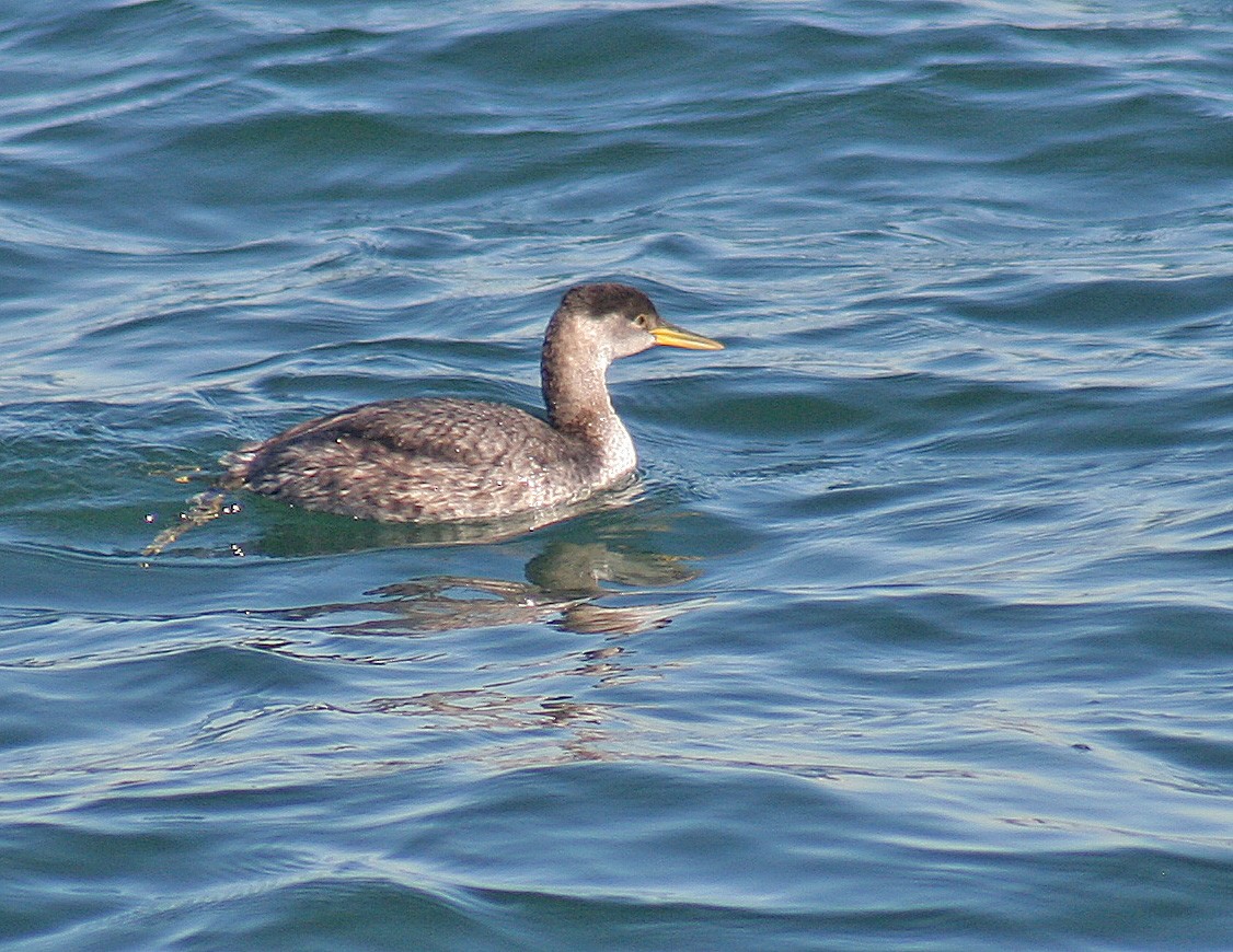 Red-necked Grebe - ML189458261