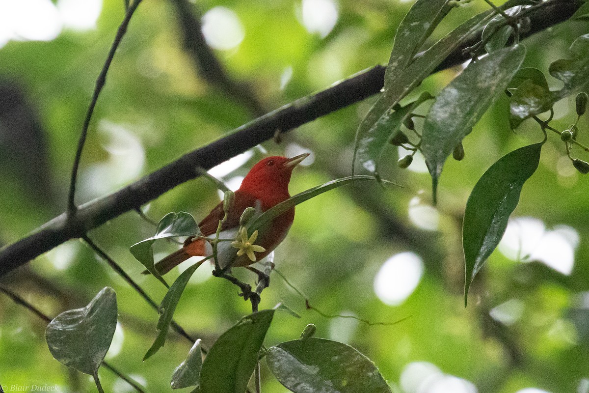 Scarlet-and-white Tanager - ML189458921