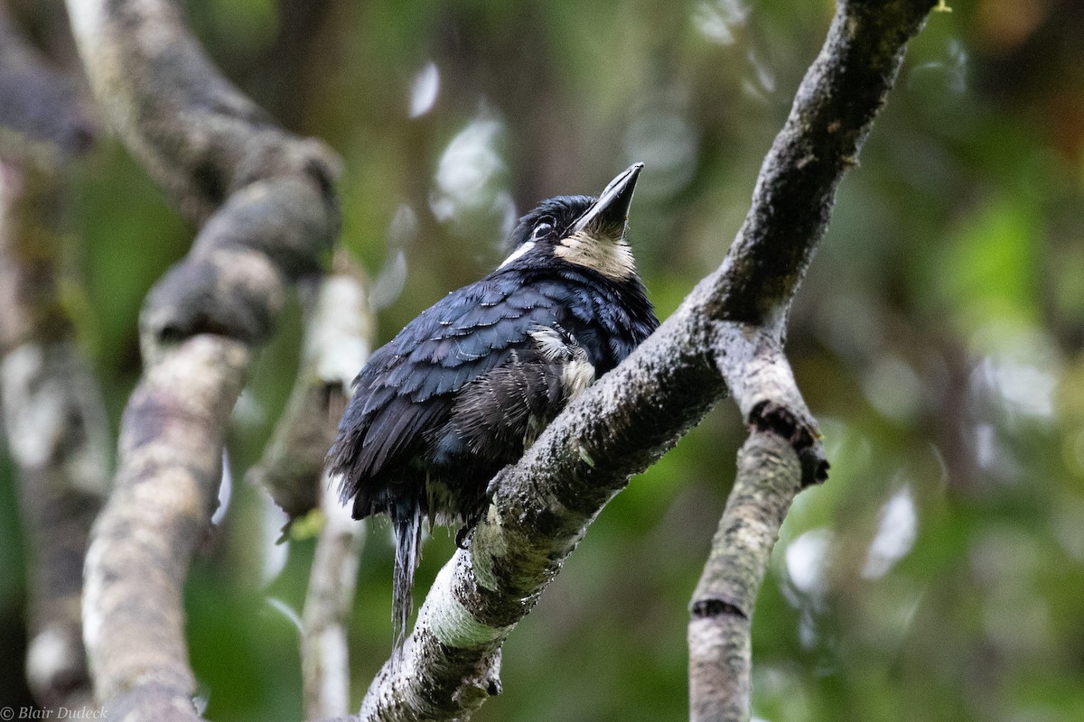 Black-breasted Puffbird - ML189461781
