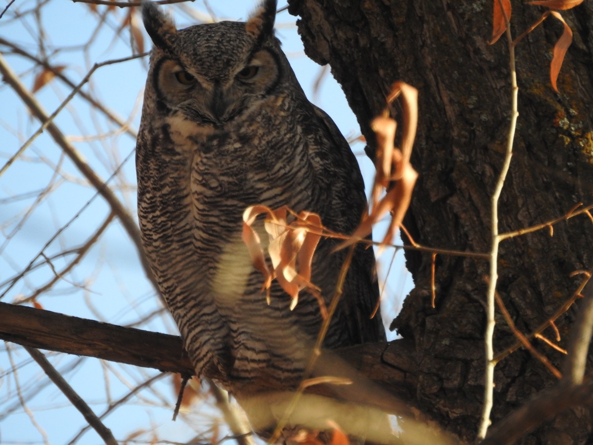 Great Horned Owl - ML189467331
