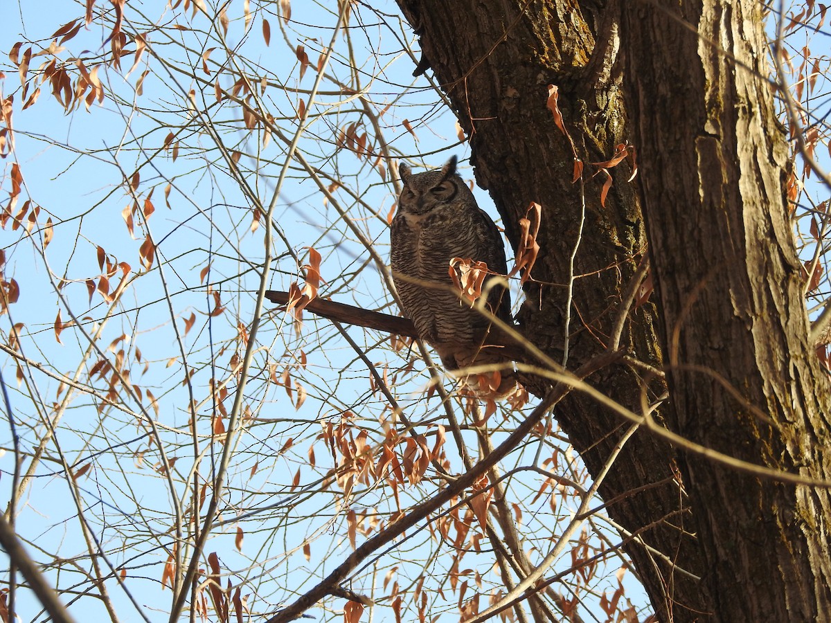 Great Horned Owl - ML189467351