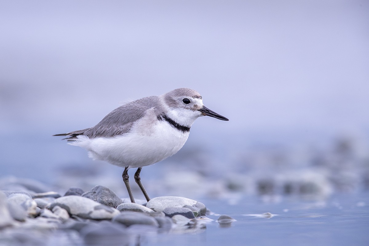 Wrybill - Laurie Ross | Tracks Birding & Photography Tours