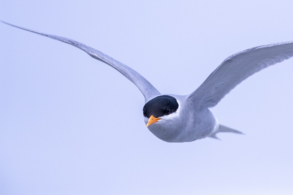Black-fronted Tern - Laurie Ross | Tracks Birding & Photography Tours