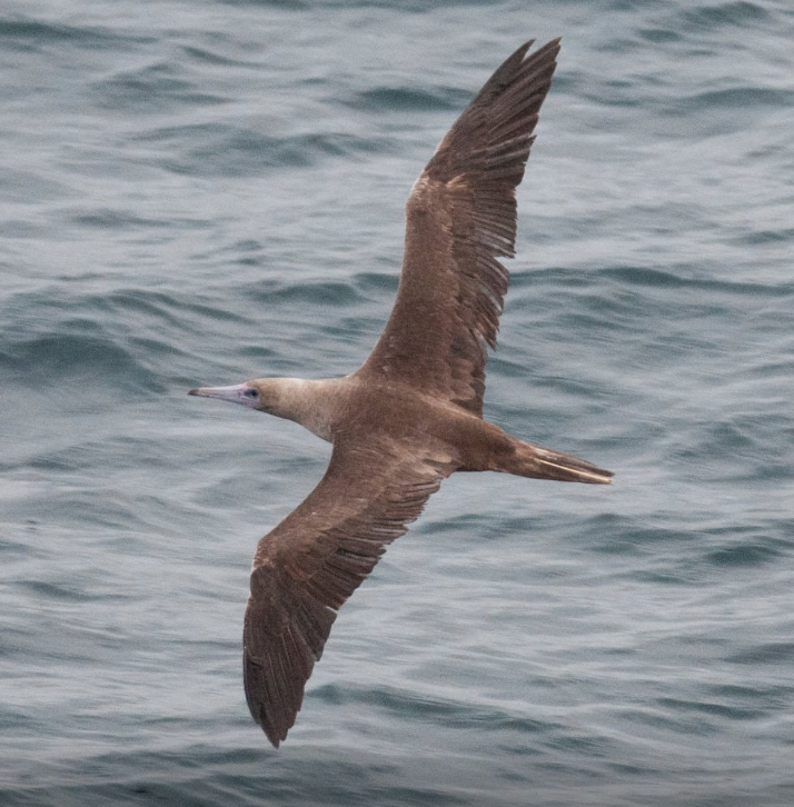 Red-footed Booby - Alaska Historical Records
