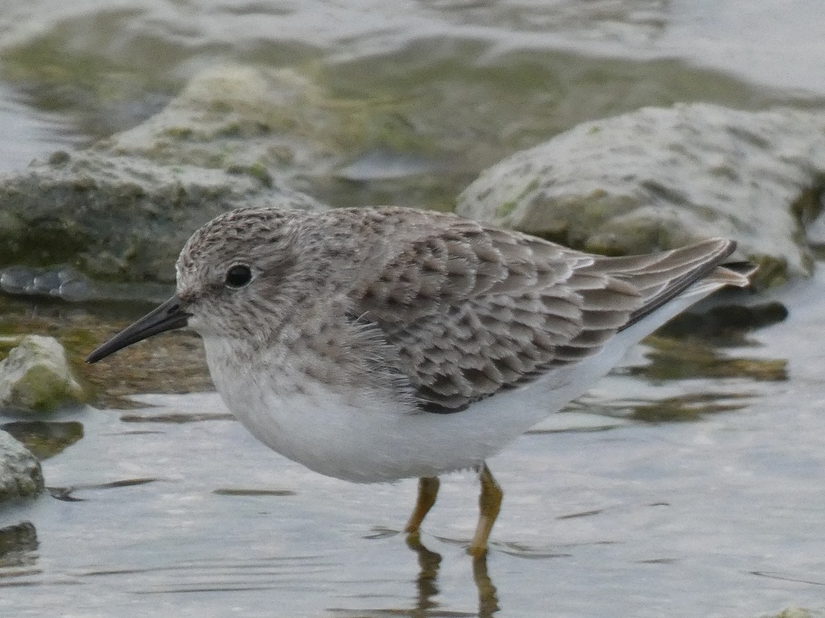 Least Sandpiper - Ned Wallace & Janet Rogers