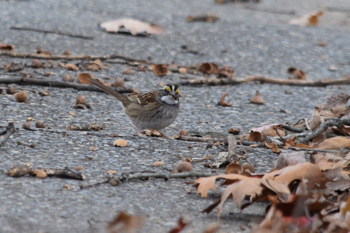 White-throated Sparrow - ML189483161