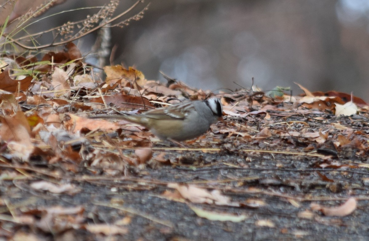 White-crowned Sparrow - ML189485011