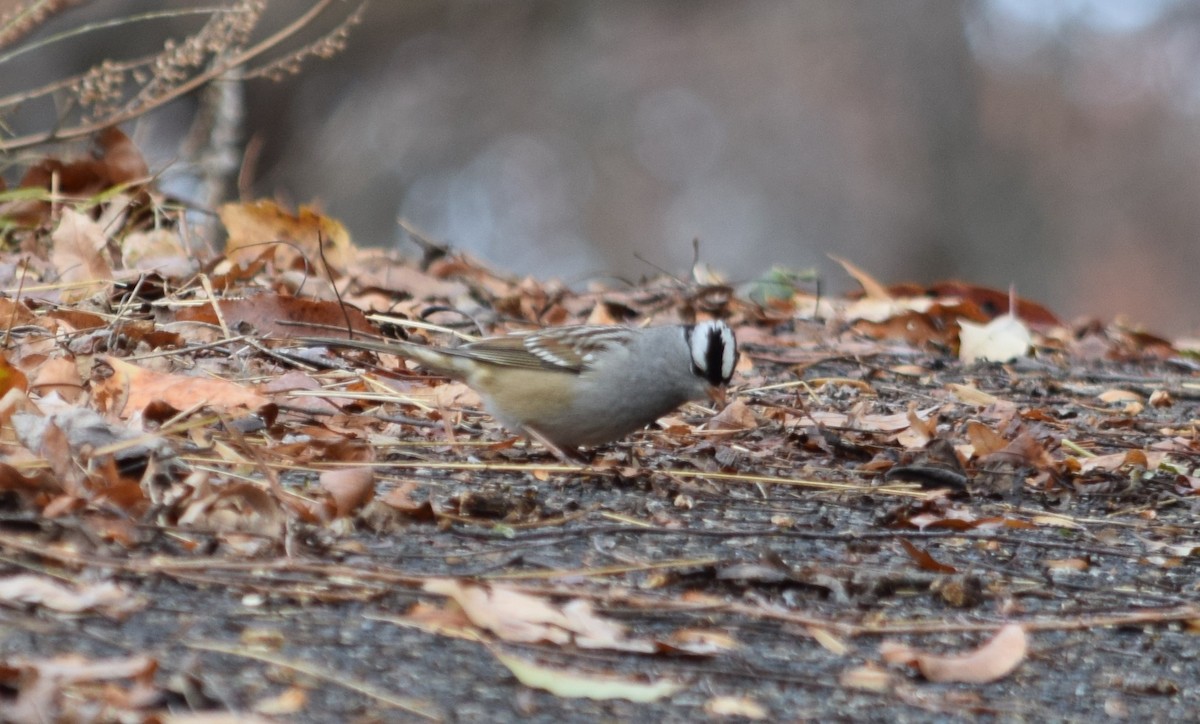 White-crowned Sparrow - ML189485081