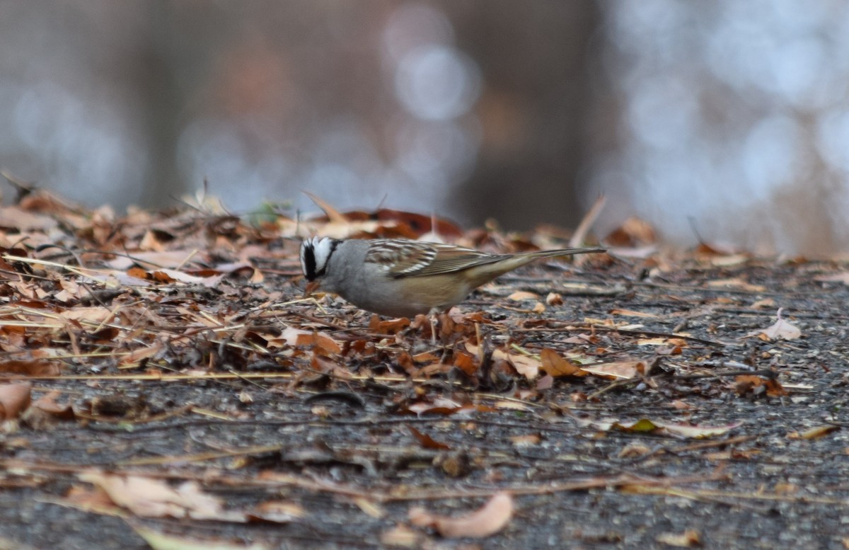 White-crowned Sparrow - ML189485161